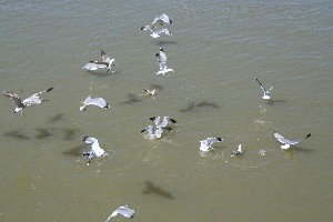  mouettes